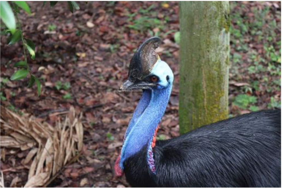 cassowary 2.png